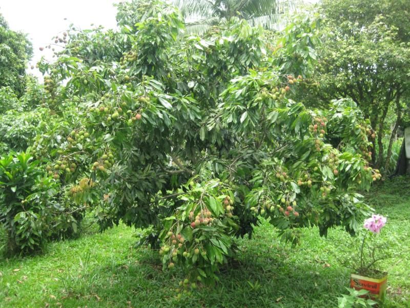Chácara Condomínio Fazenda Velha — foto 18